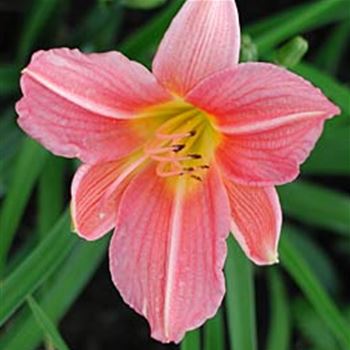 hemerocallis_bed_of_roses_GM_1.jpg