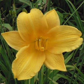 Hemerocallis_Bitsy_BM_Q1.jpg