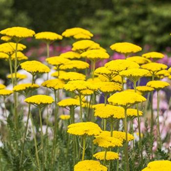 Achillea filipendulina 'Parker'