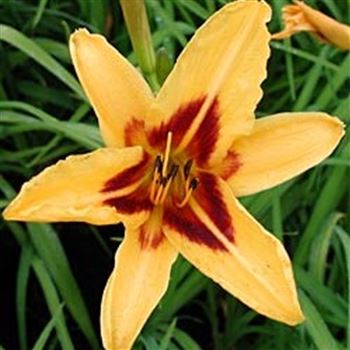 hemerocallis_bonanza_GM_Q1.jpg