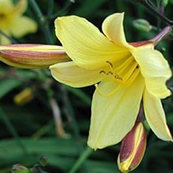 hemerocallis_corky_GM_R2.jpg