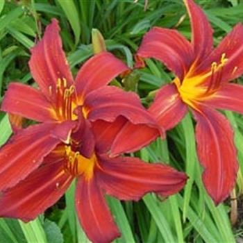 hemerocallis_crimson_pirate_GM_R2.jpg