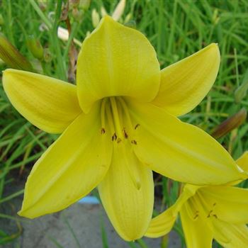 Hemerocallis_Lemon_Bells_BM_Q1.jpg