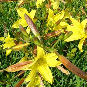 Hemerocallis_Lemon_Bells_BM_Q2.jpg