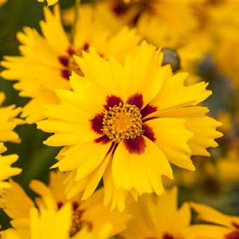 Coreopsis lanceolata 'Sterntaler'