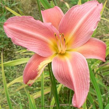 Hemerocallis_Luxury_Lace_BM_Q1.jpg