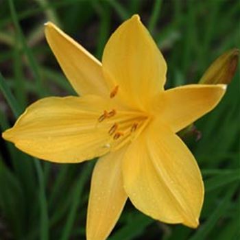 hemerocallis_middendorfii_GM_1.jpg