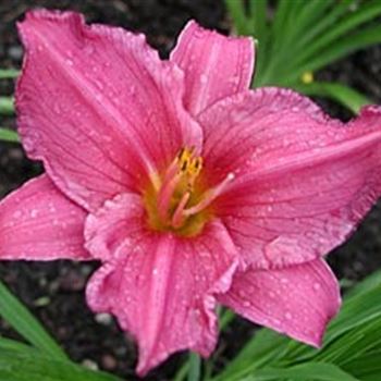 hemerocallis_summerwine_GM_R2.jpg