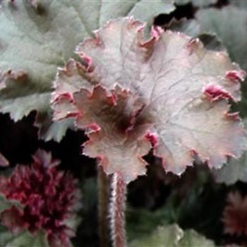 heuchera_hybr_cappucino_GM_Q1.jpg