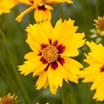 Coreopsis lanceolata 'Sterntaler'