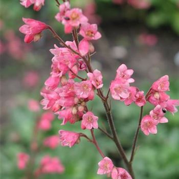 heuchera_brizoides_weserlachs_GM_R2.jpg