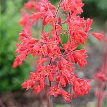 Heuchera_sanguinea_Leuchtkaefer_GM_R2.jpg