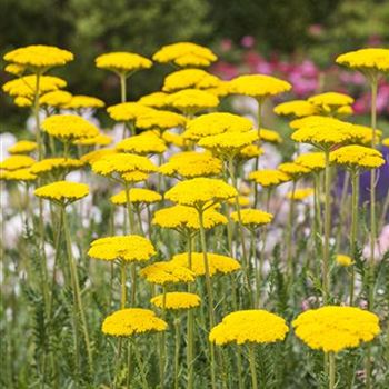 Achillea filipendulina 'Parker'