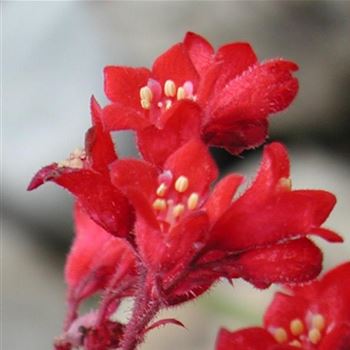 heuchera_brizoides_red_spangles_GM_Q1.jpg