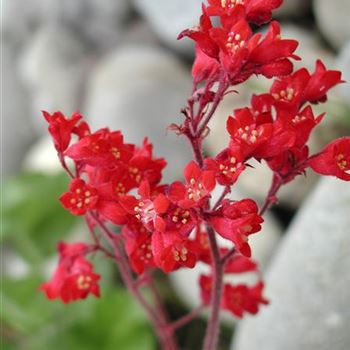 heuchera_brizoides_red_spangles_GM_R2.jpg