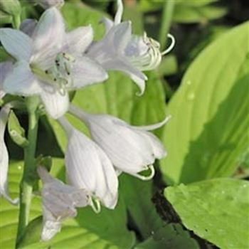 hosta_hyb_august_moon_GM_Q1.jpg