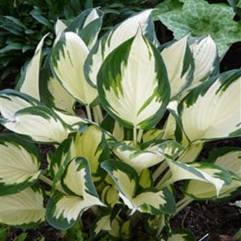 hosta_hybride_fire_and_ice_GM_Q1.jpg