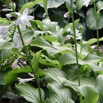 hosta_plantaginea_hyb_honeybells_GM_Q1.jpg