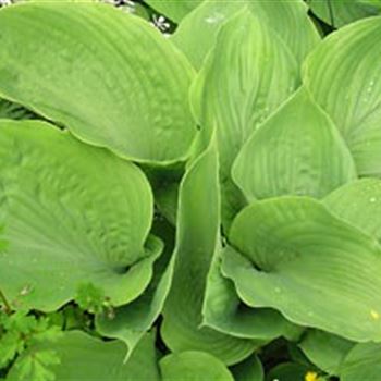 hosta_sum_substance_GM_R2.jpg