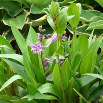 hosta_clausa_var_normalis_GM_Q1.jpg