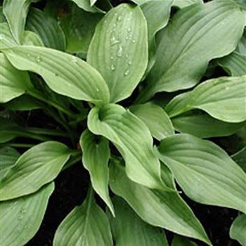 hosta_elata_GM_Q1.jpg