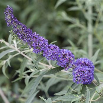 Buddleja davidii 'Nanho Blue'