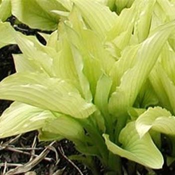 hosta_fortunei_aurea_GM_Q1.jpg