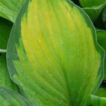 hosta_hyb_gold_standard_GM_R2.jpg