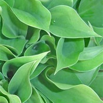 hosta_minor_GM_Q1.jpg