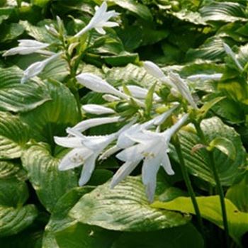 hosta_plantaginea_grandiflora_GM_Q1.jpg
