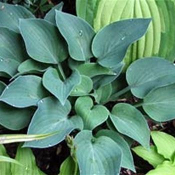 hosta_blue_cadet_GM_R2.jpg