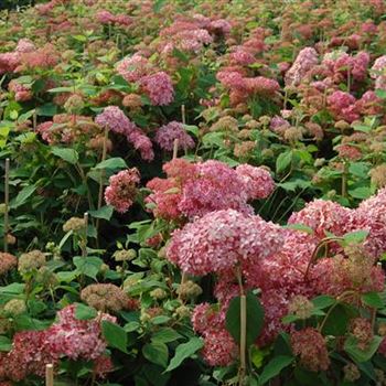 Hydrangea_arborescens_Invincibelle_2.JPG