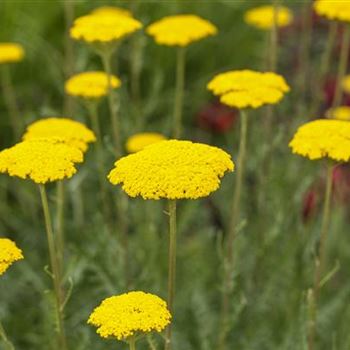 Achillea filipendulina 'Parker'