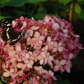 Hydrangea_arborescens_Invincibelle.JPG