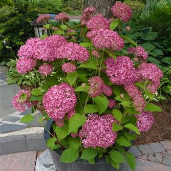 Hydrangea_arborescens_Invincibelle_.jpg