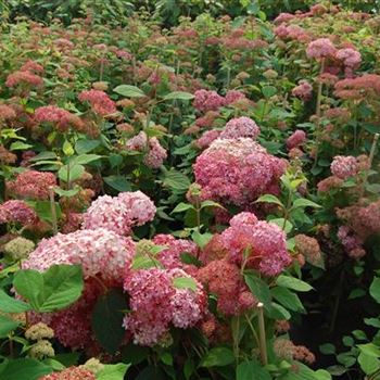 Hydrangea_arborescens_Invincibelle_4.JPG