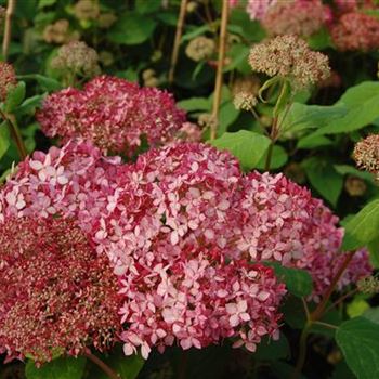 Hydrangea_arborescens_Invincibelle_1.JPG