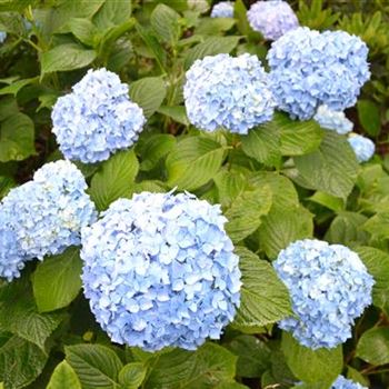 Hydrangea_Vicomtesse_2.JPG