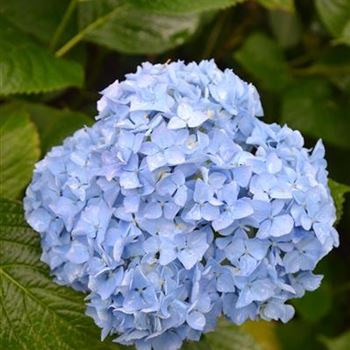 Hydrangea_Vicomtesse_3.JPG