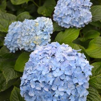 Hydrangea_Vicomtesse_1.JPG