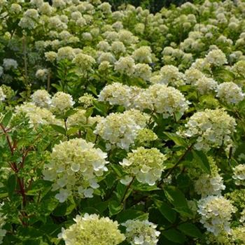 Hydrangea_paniculata_Bobo_3.JPG