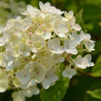 Hydrangea_paniculata_Bobo_q.jpg