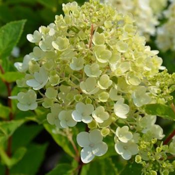 Hydrangea_paniculata_Bobo_.JPG