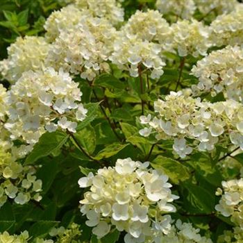 Hydrangea_paniculata_Bobo_2.JPG