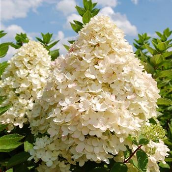 Hydrangea_paniculata_Bombshell_(R)_bearb_DSC_0147.tif