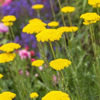 Achillea filipendulina 'Parker'