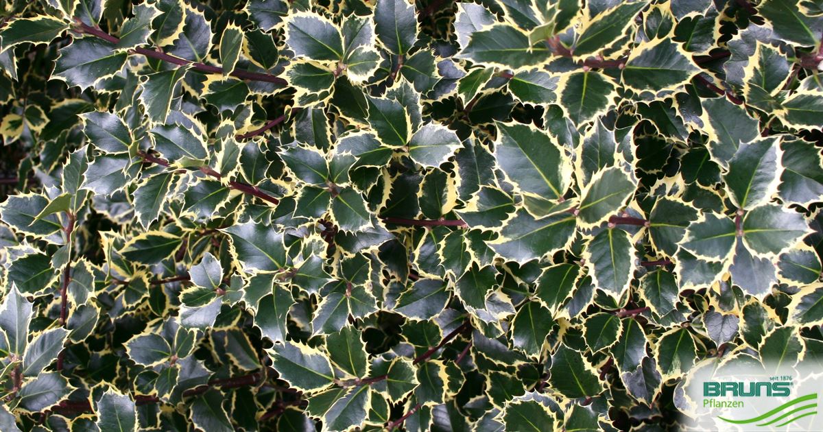 Ilex aquifolium 'Rubricaulis Aurea' von Bruns Pflanzen