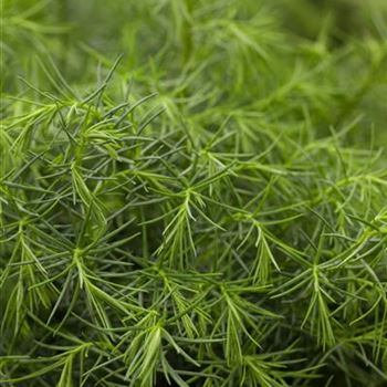 Cryptomeria japonica 'Elegans Viridis'