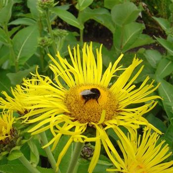 Inula_magnifica_BM_R2.jpg