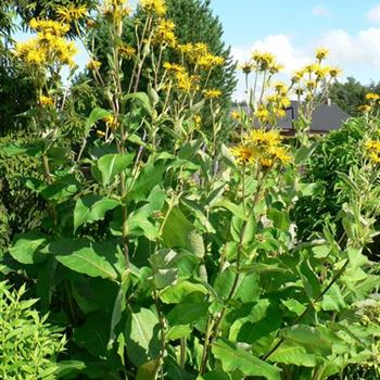 Inula_magnifica_BM_R3.jpg